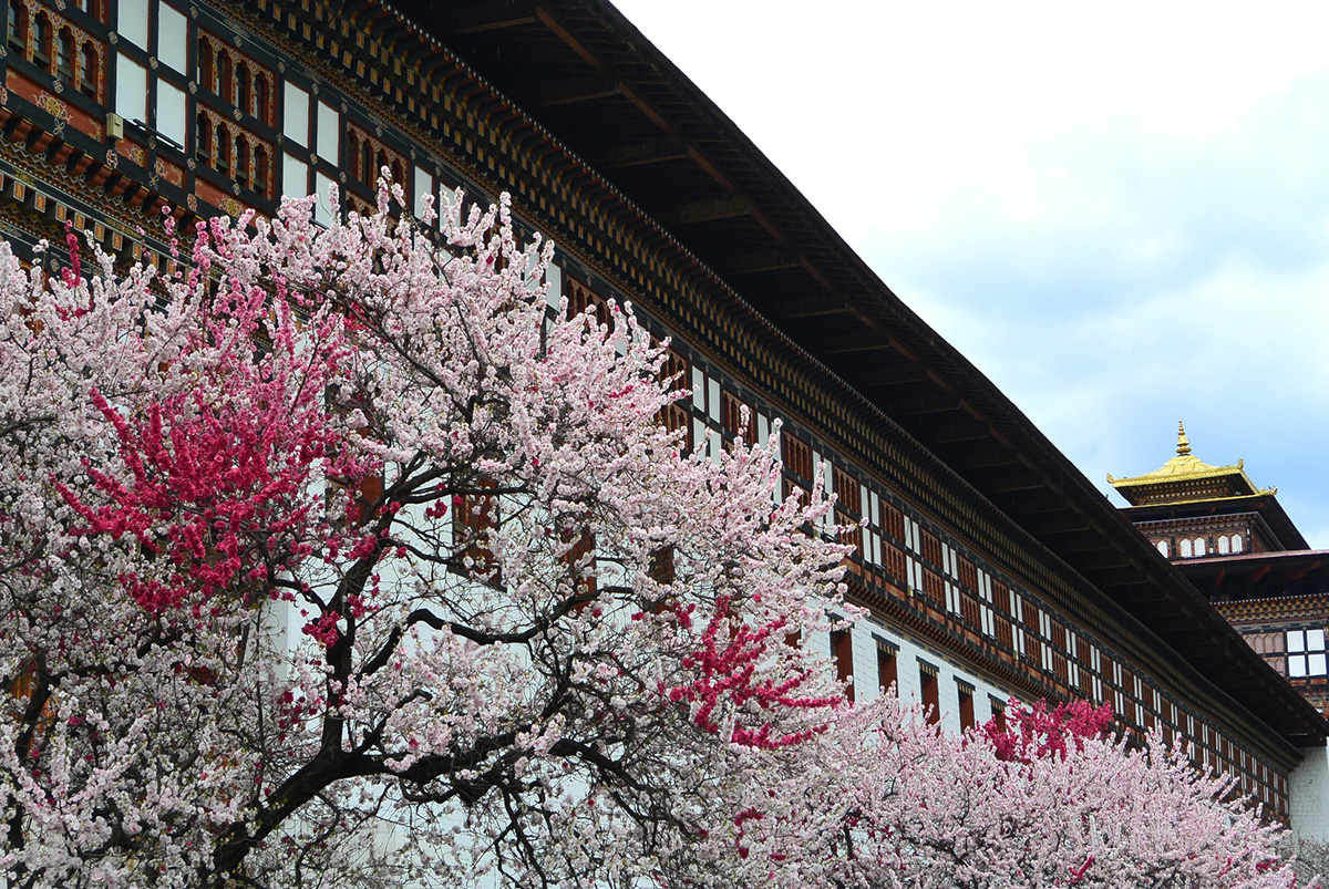Romantic Bhutan - Peach blossoms in front of Thimphu Dzong